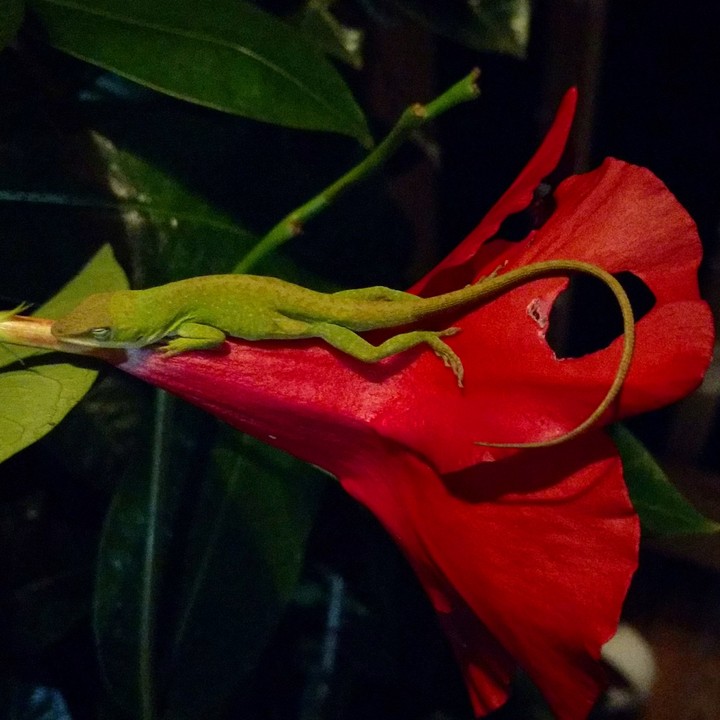 Sleeping on a Flower