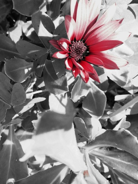 flower pink