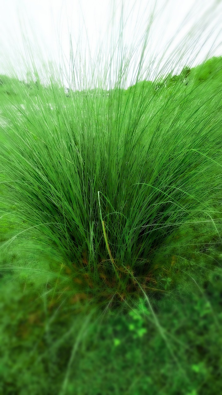 gras