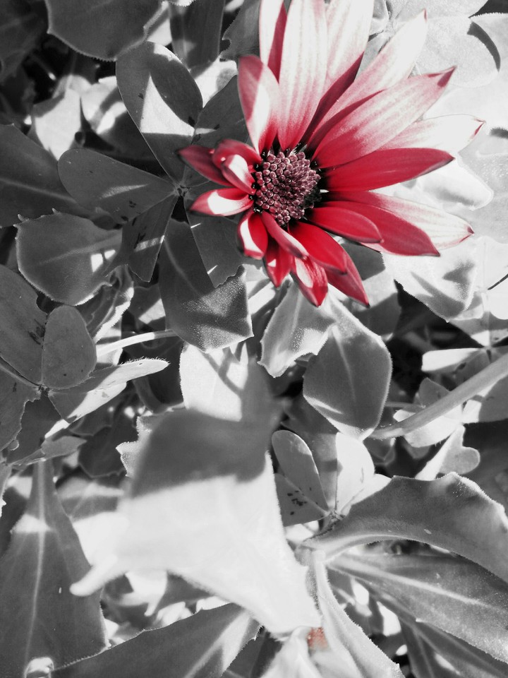 flower pink