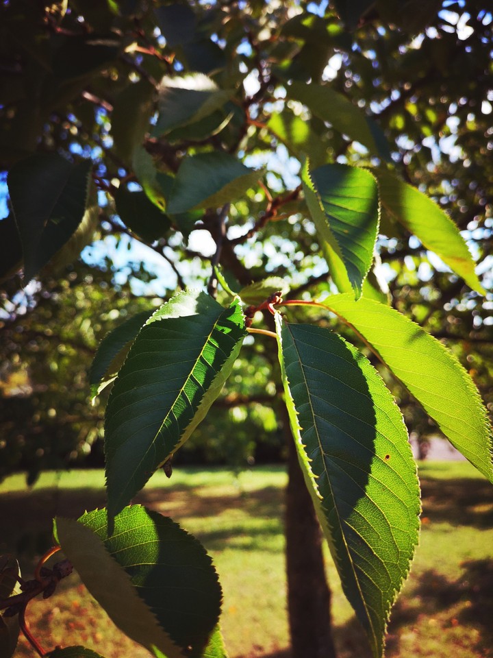 Leafs