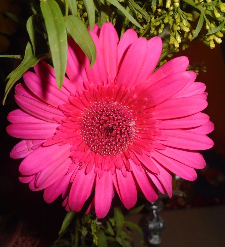 gerbera