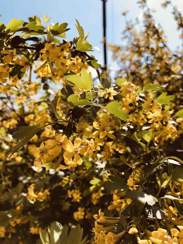 yellow flowers ?