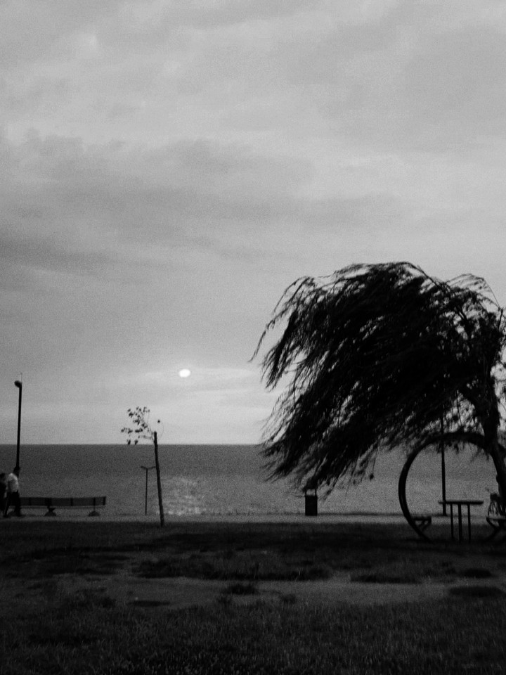 LONELY TREE