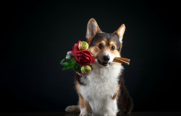 flower dog