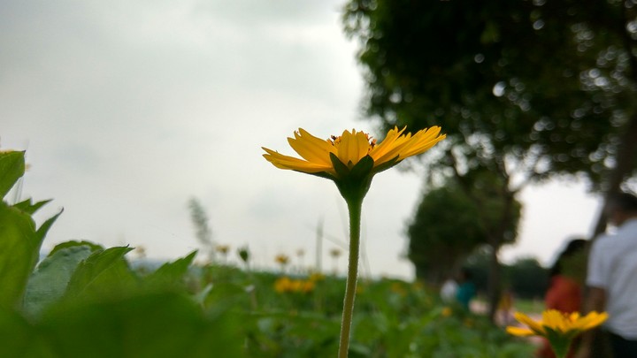 Yellow Flower