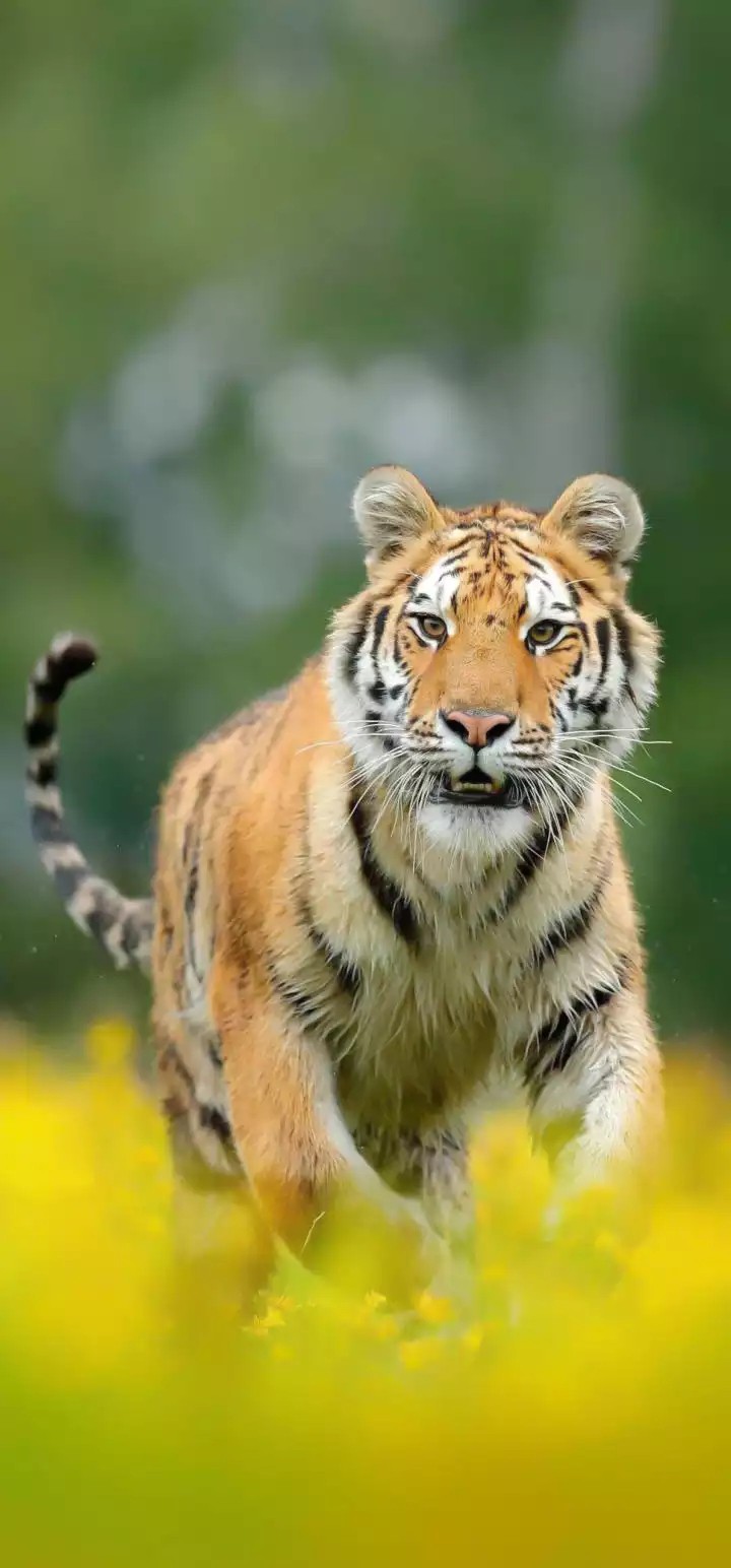 tiger
