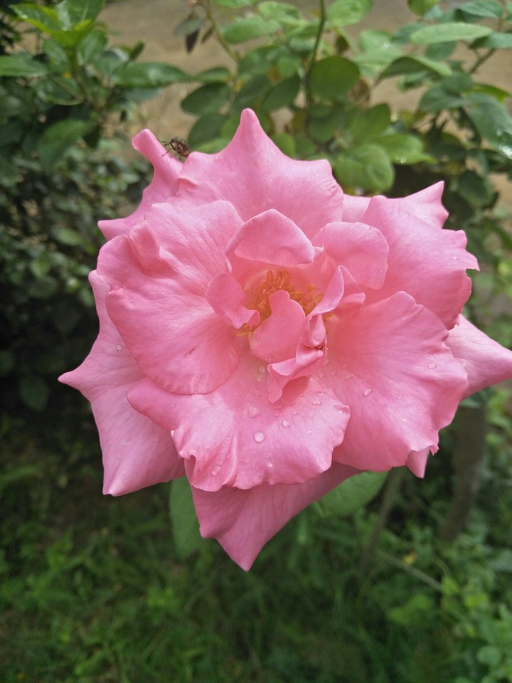 rose