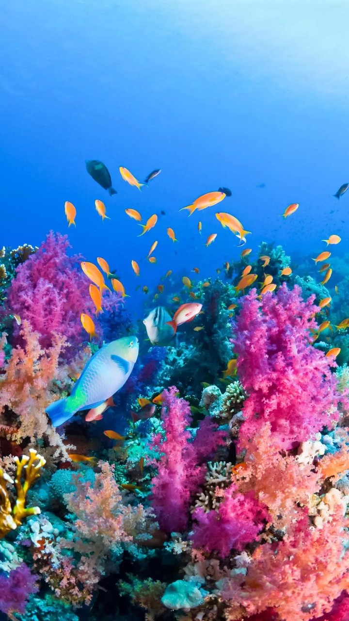 underwater