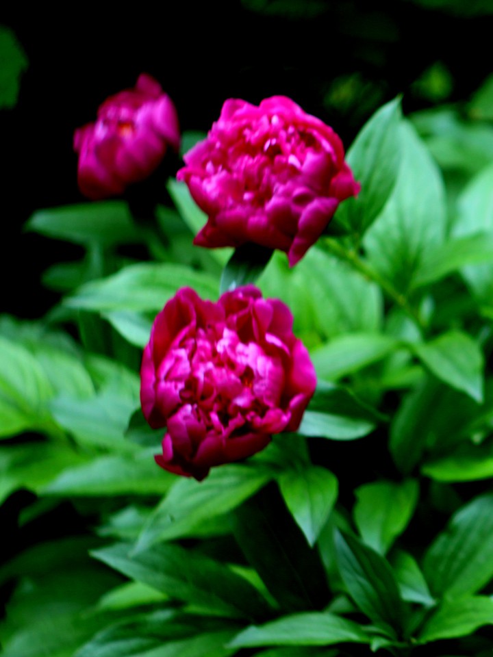 Pink pionies