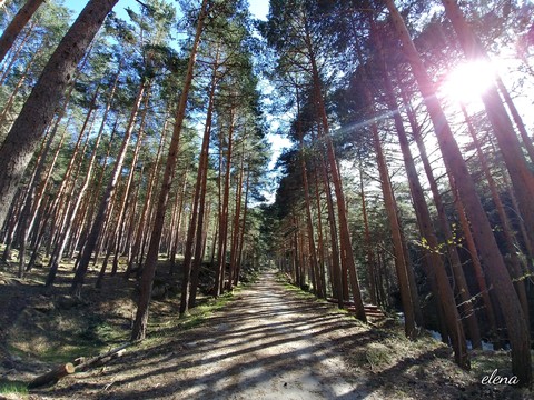 Caminando entre pinar