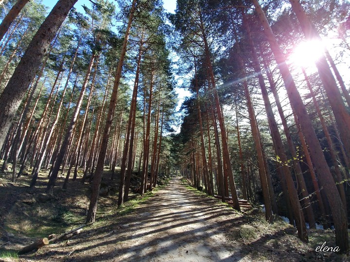 Caminando entre pinar
