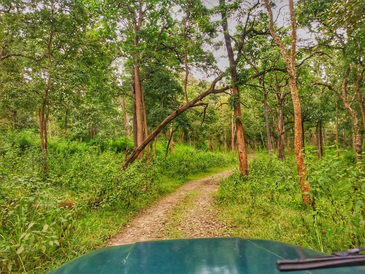 Forest View