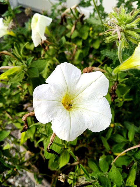 wallpaper plant, flower