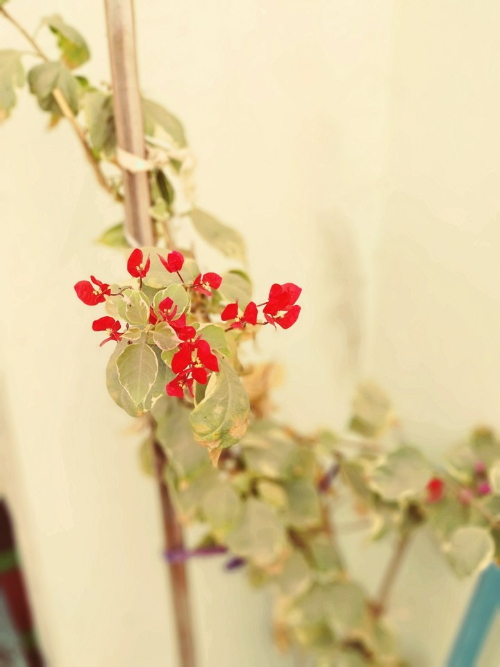 red blossom
