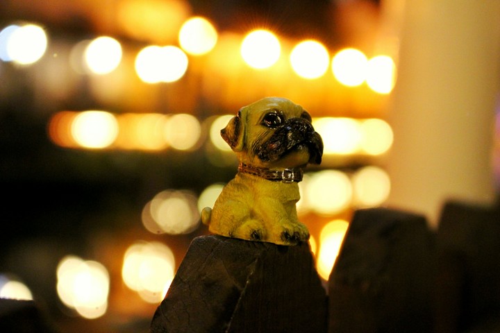 果果(dog)