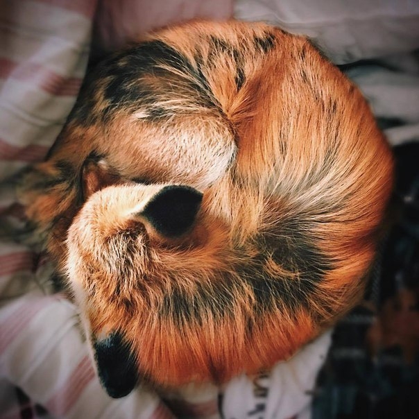 лис
