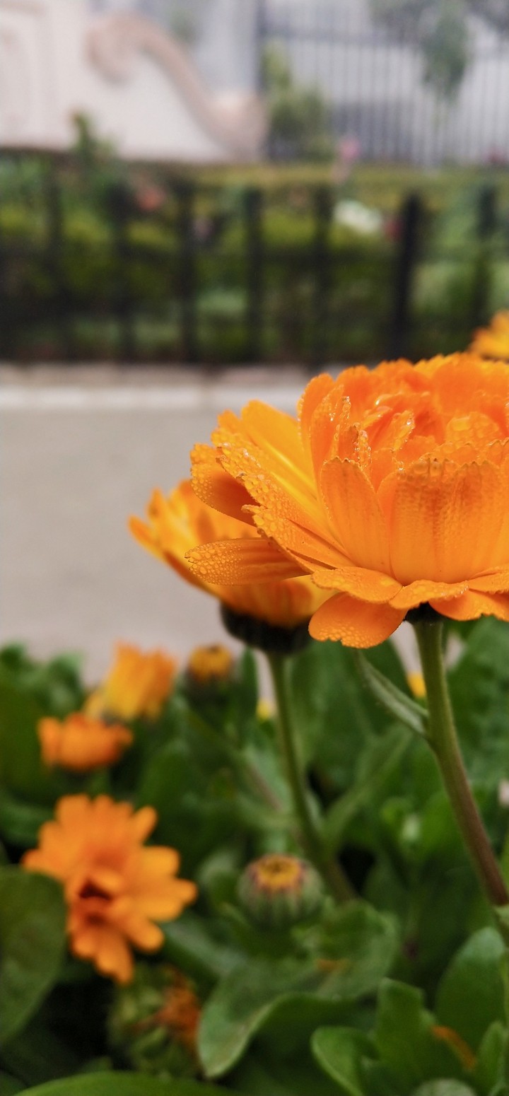 flowers,