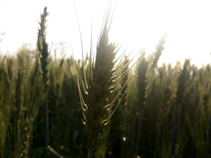 it's wheat