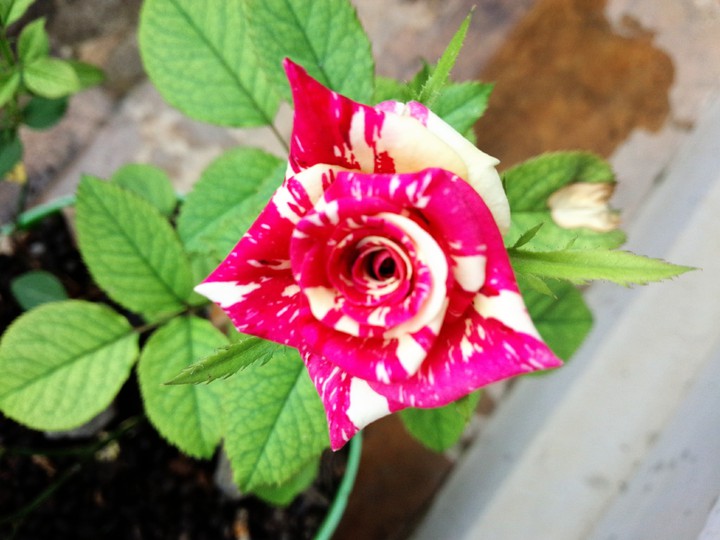 rose