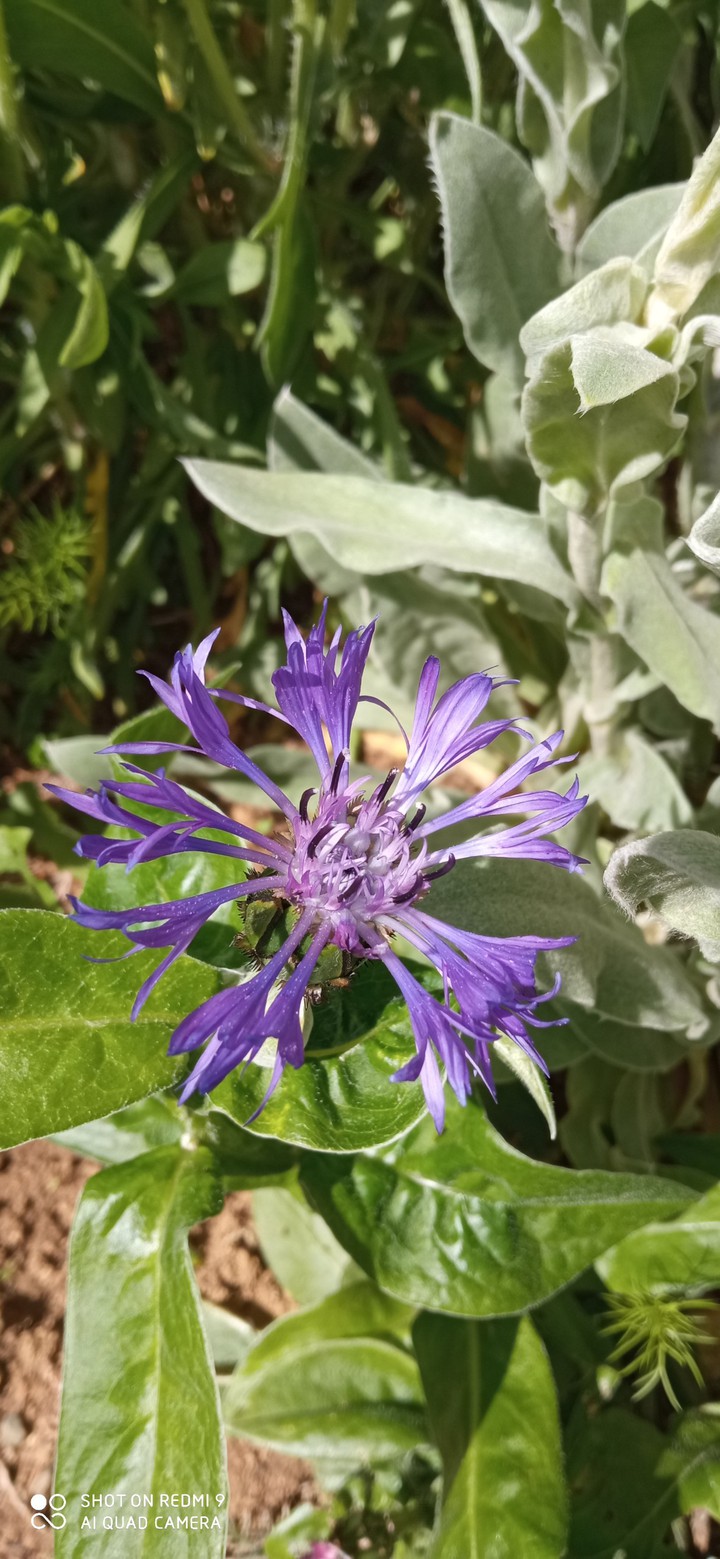 fleure