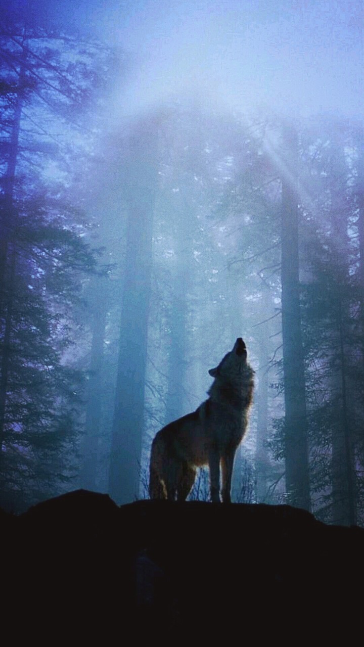 wolf