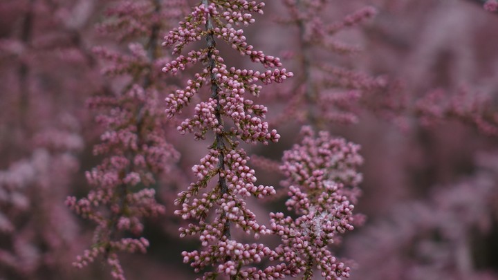 Nature Red