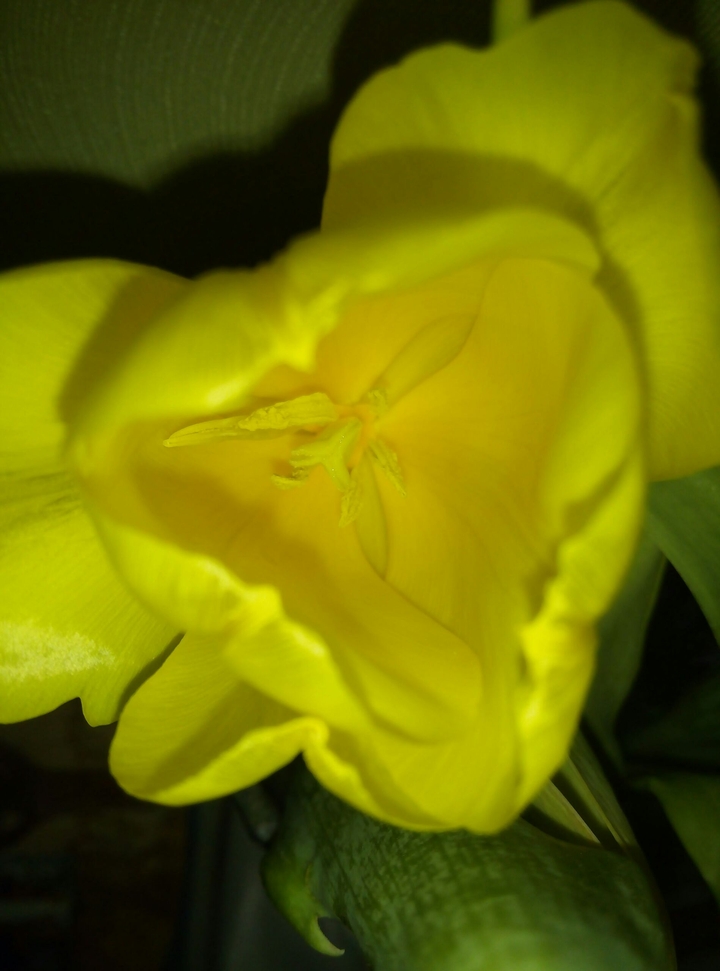yellow tulip