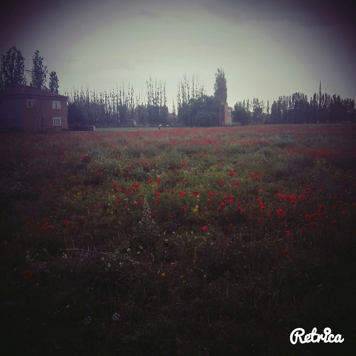 gelincik