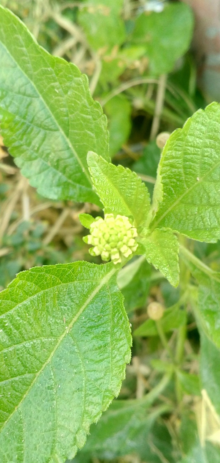 The cauli bud