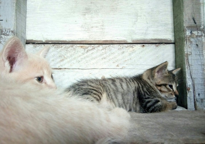 kitten