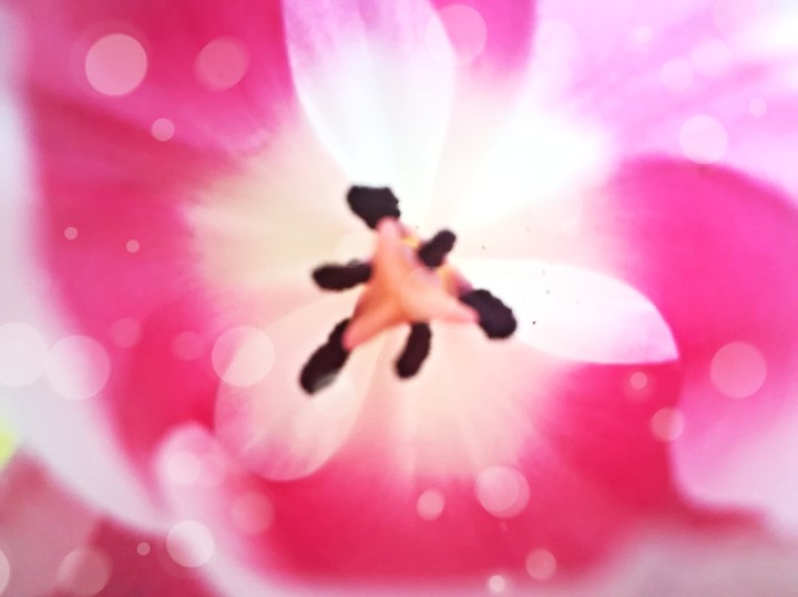 Blossom
