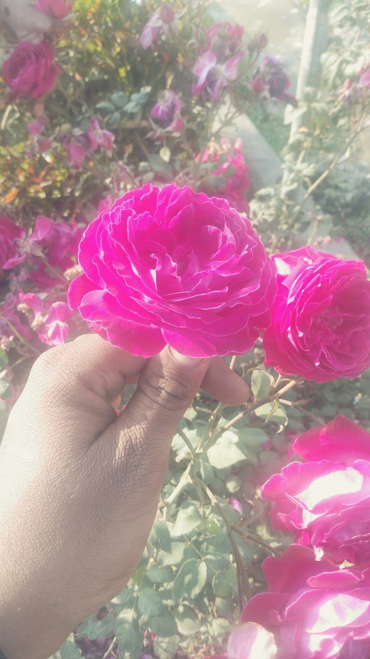 Flower