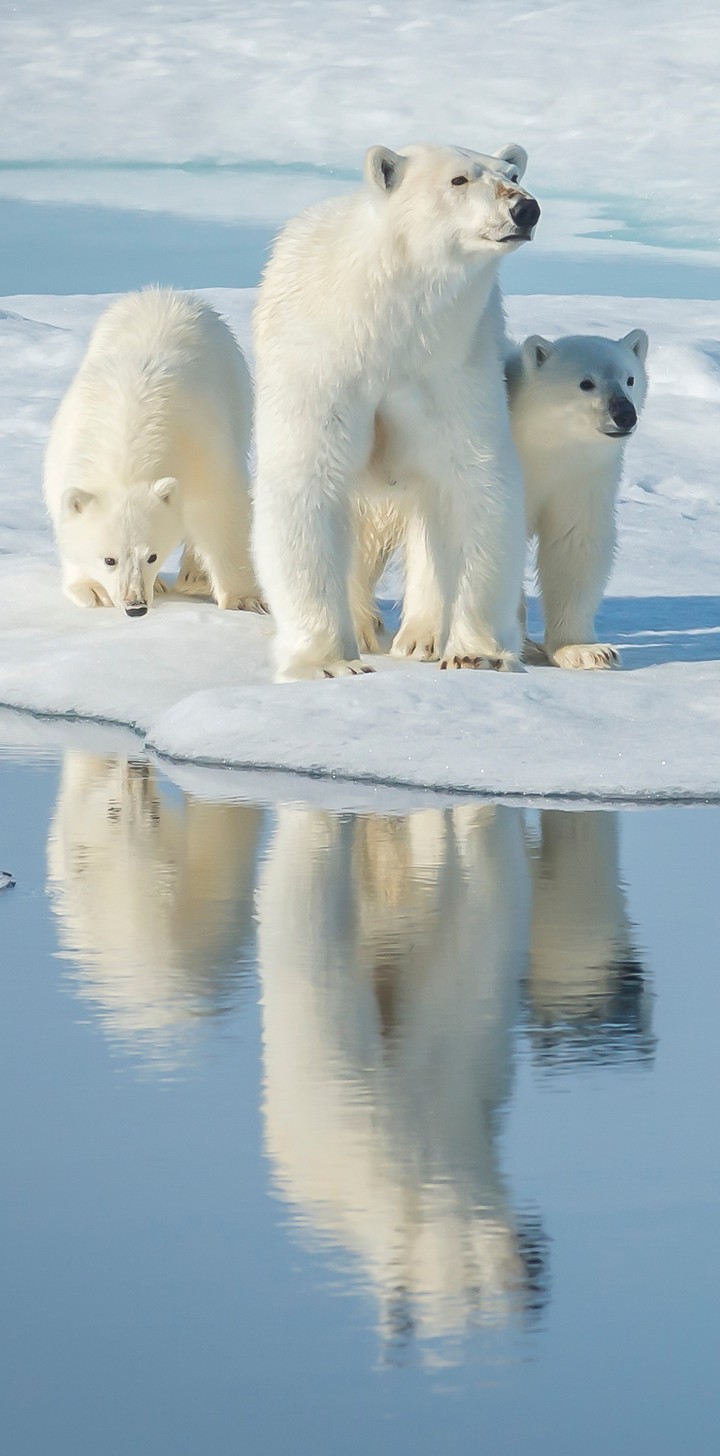 I See Three Bears MOM