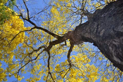 Ipê amarelo