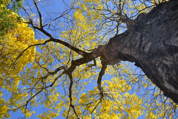 Ipê amarelo