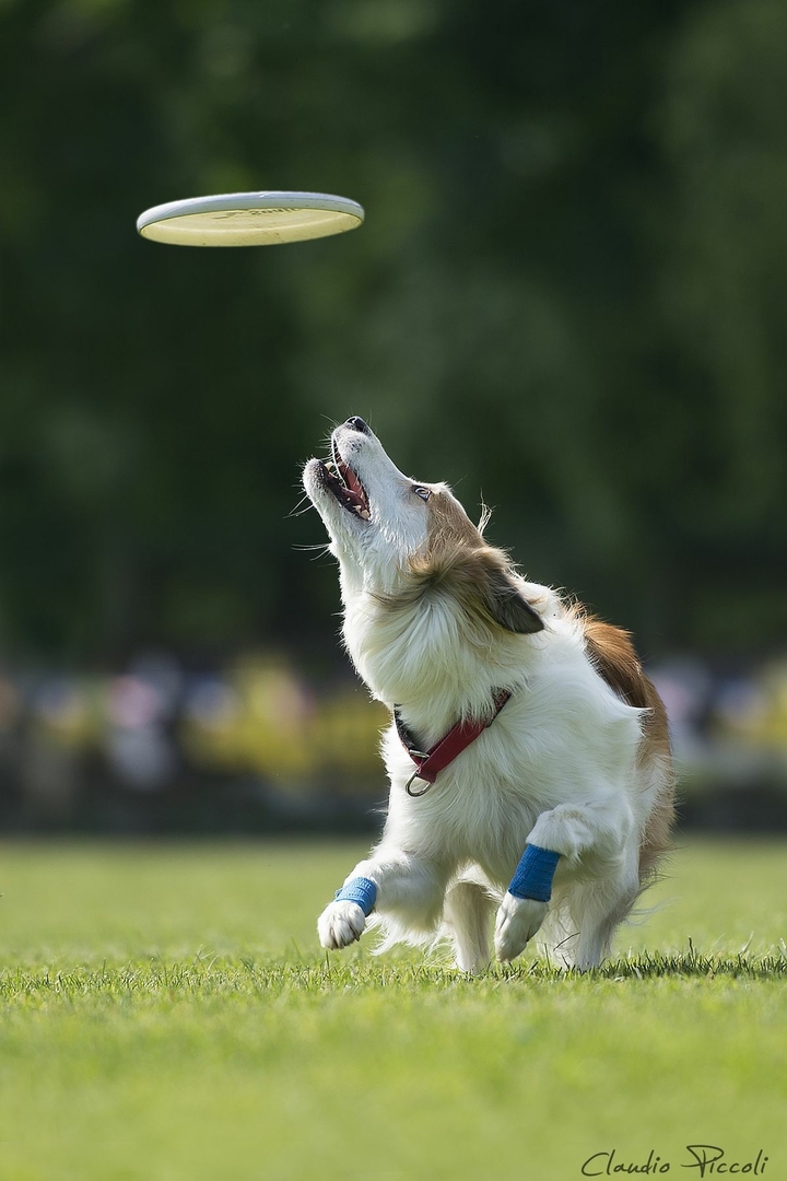 The Border Collie Because There Is No Better Dog