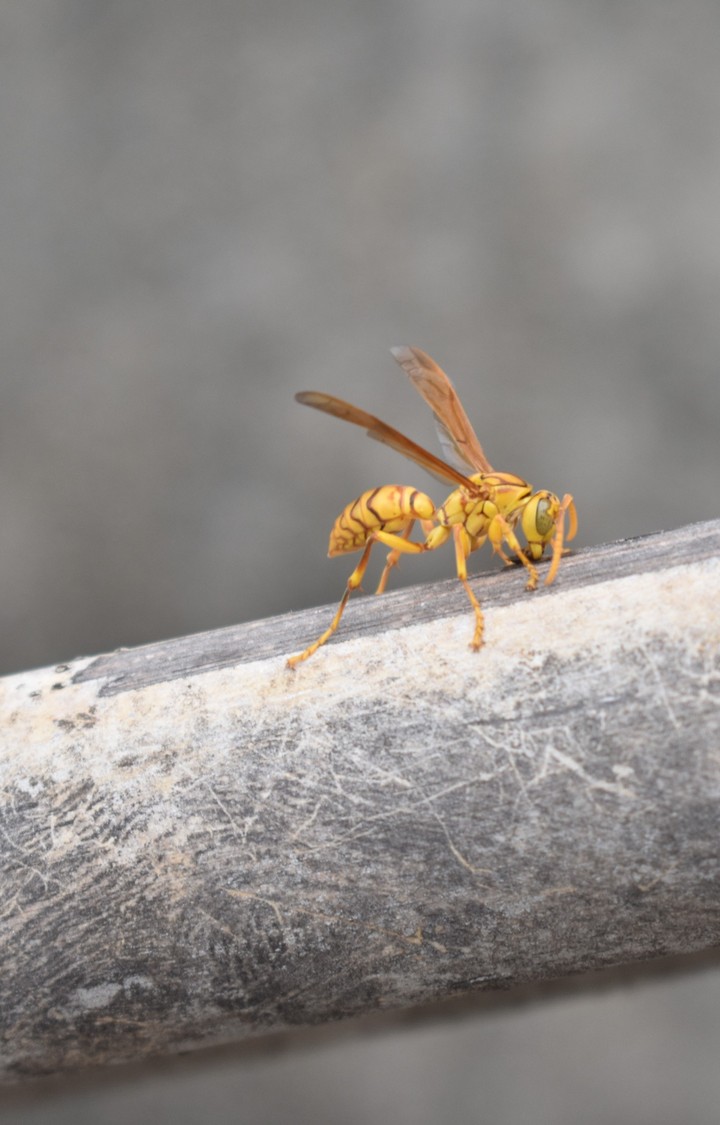 HONEY BEE