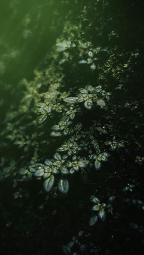 sfondi algae, underwater