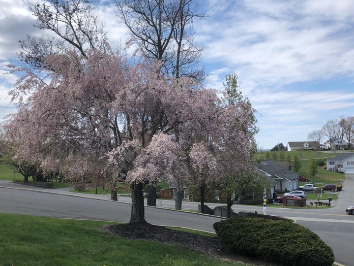 trees