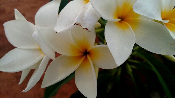 flor