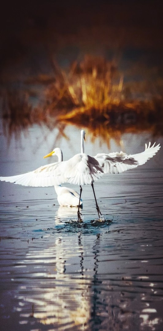 swan