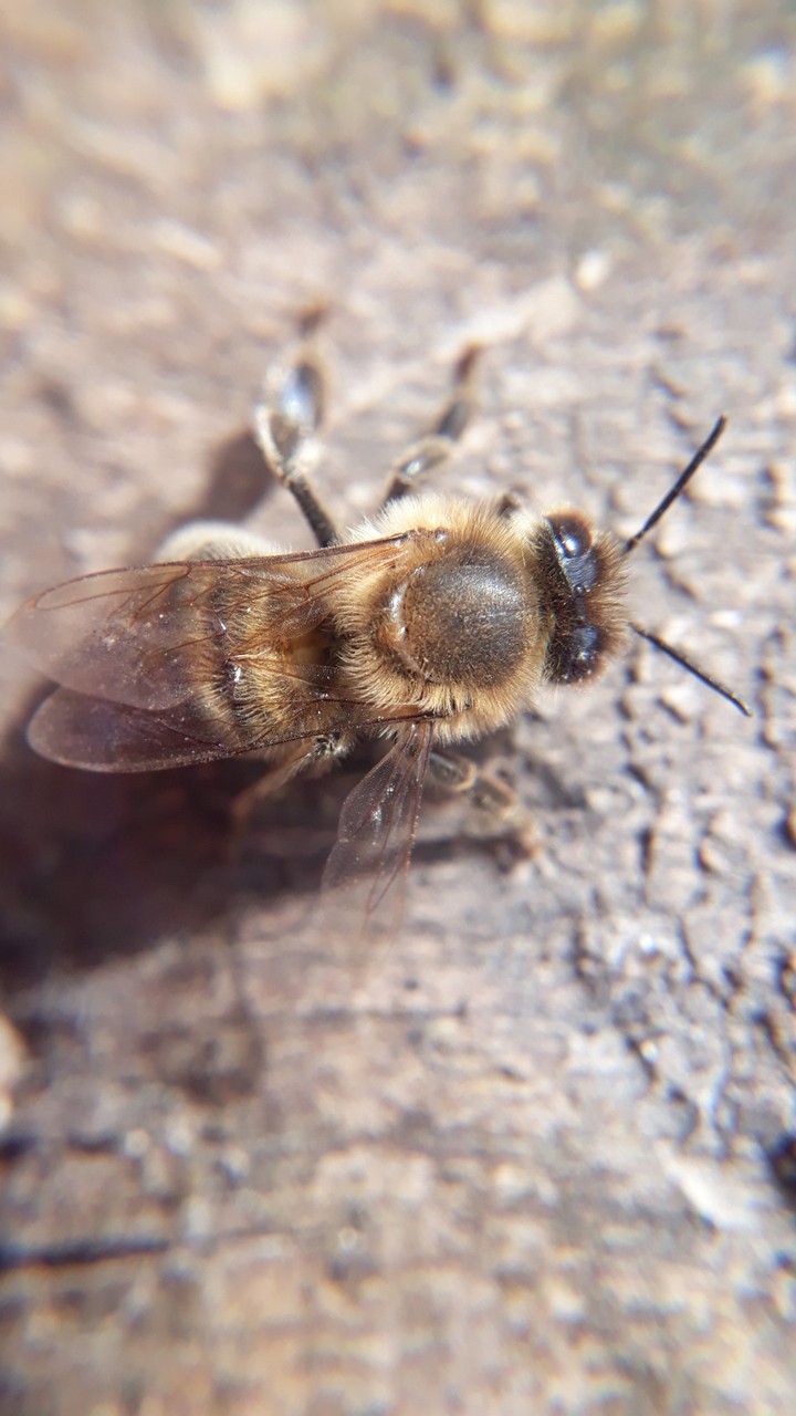Bee:)
