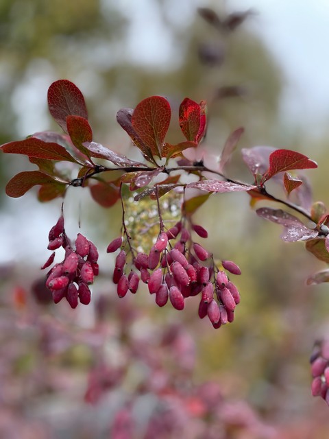 Mahonia