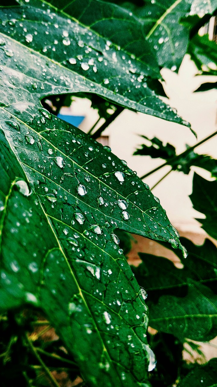 Nature