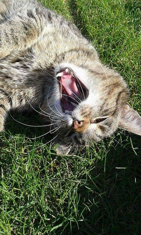 cat