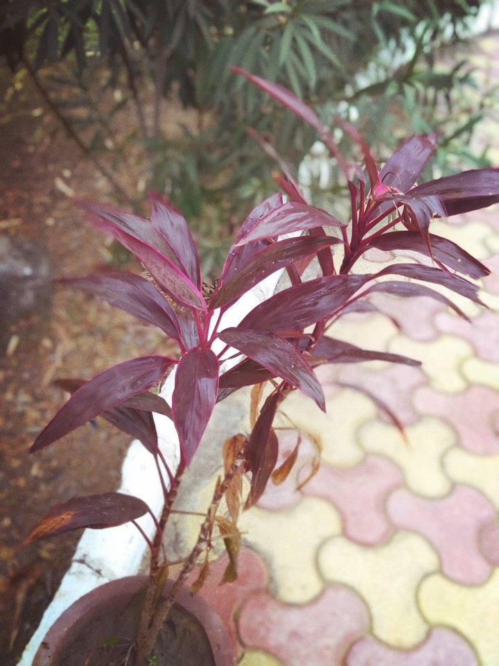 tree