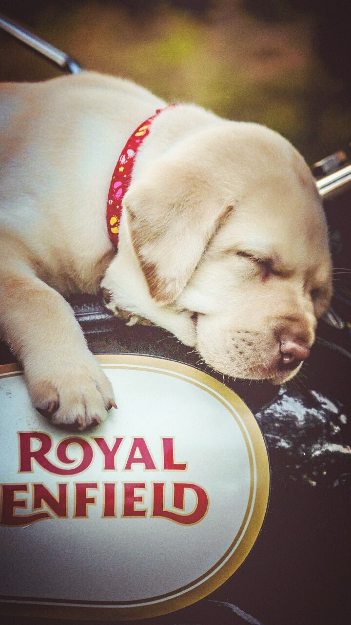 dog
