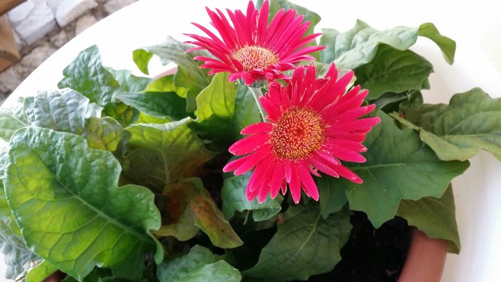 flowers