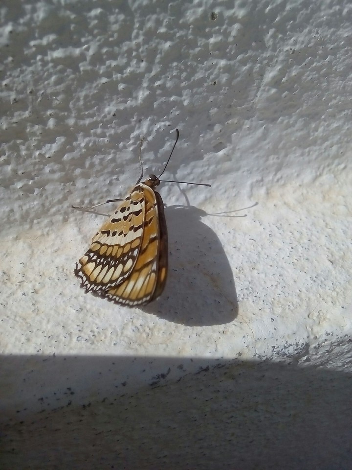 Butterfly watching it's shadow